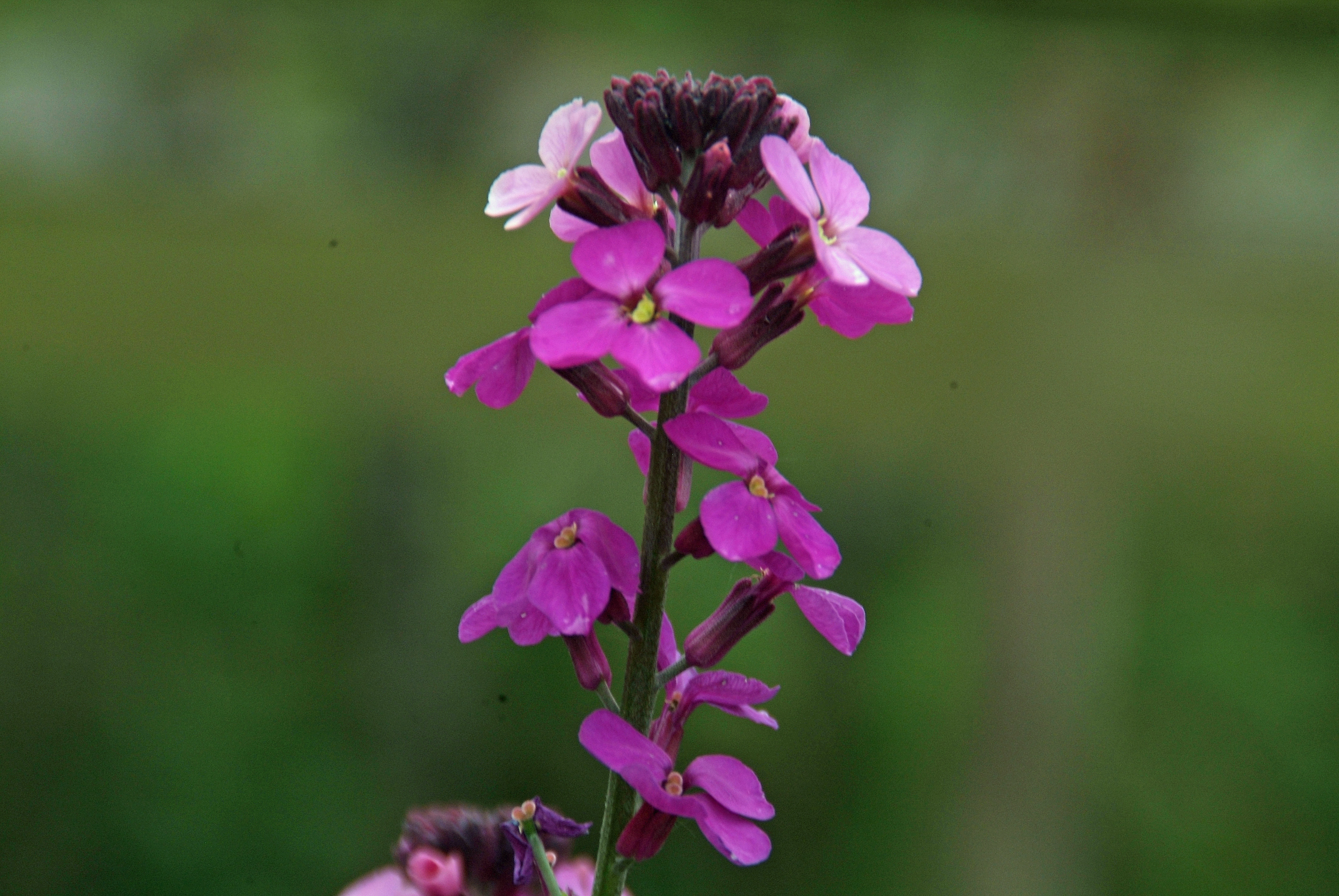 Erysimum 'Bowles Mauve'Muurbloem bestellen